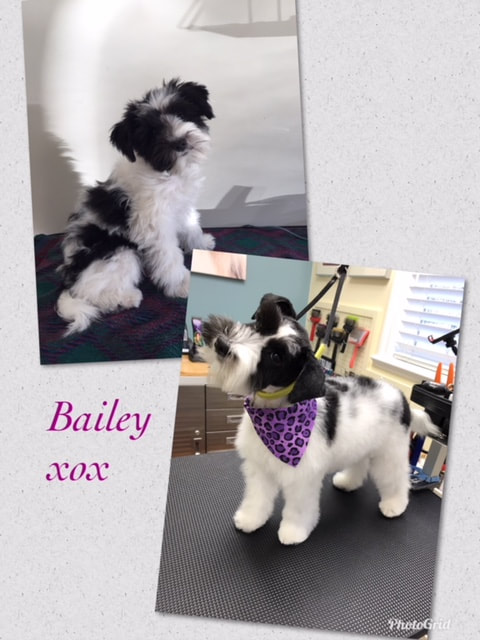 Before & after of schnauzer puppy's first groom.