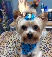 Yorky with blue bow and scarf, on leopard print bed.